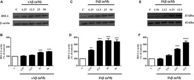 Celecoxib Exerts Neuroprotective Effects in β-Amyloid-Treated SH-SY5Y Cells Through the Regulation of Heme Oxygenase-1: Novel Insights for an Old Drug